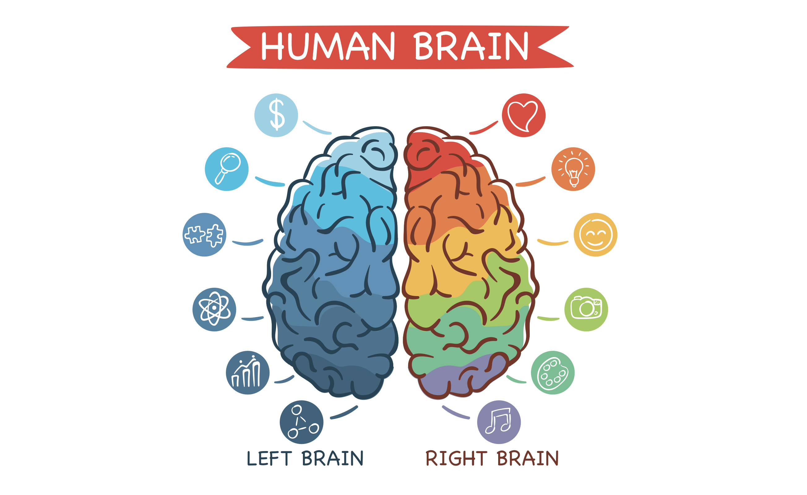Творчество полушарие. Мозг человека полушария. Левое и правое полушарие. Два полушария мозга. Левое полушарие мозга.